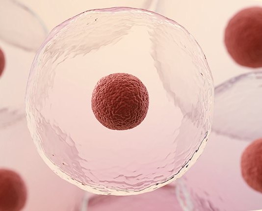줄기세포 안면 지방이식 (Stem Cell Facial Fat Grafting) 안내 이미지 - 강남 서울 셀이즈랩의원